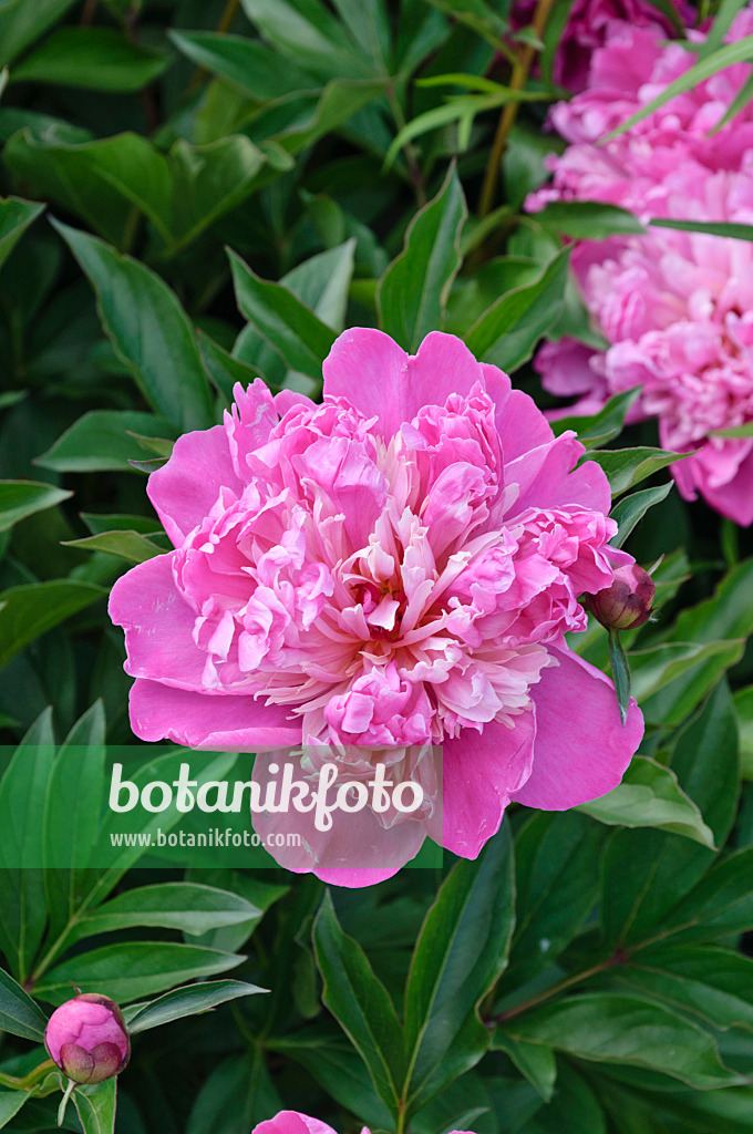 472405 - Chinese peony (Paeonia lactiflora 'Modeste Guérin')