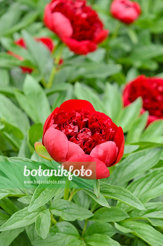 520489 - Chinese peony (Paeonia lactiflora 'Red Charme')