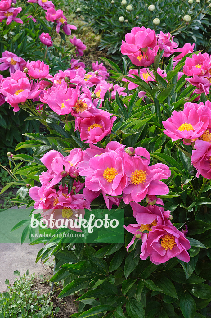 472407 - Chinese peony (Paeonia lactiflora 'Schwindt')