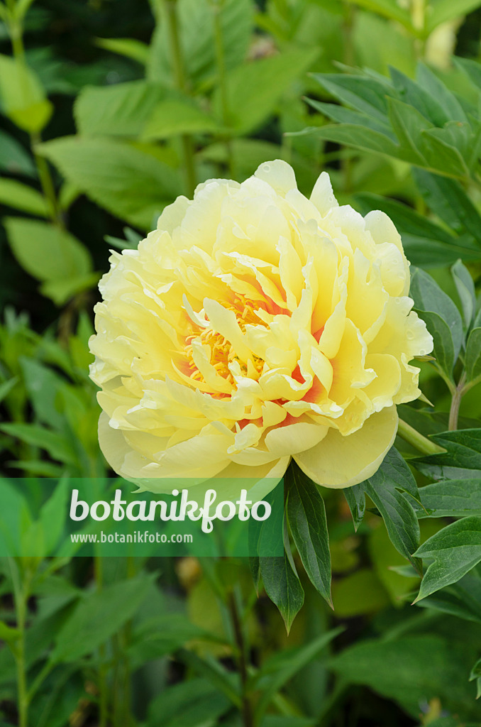 497014 - Chinese peony (Paeonia lactiflora 'Sonoma Sun')