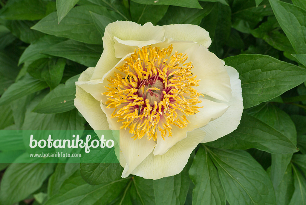 608049 - Chinese peony (Paeonia lactiflora 'Sterntaler')