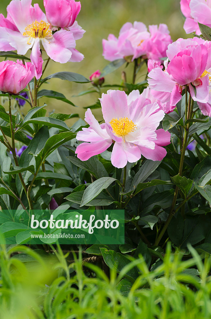 496338 - Chinese peony (Paeonia lactiflora 'Thoma')