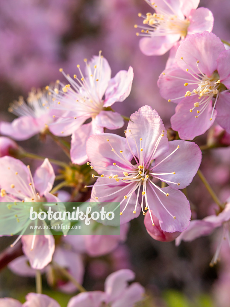 448012 - Chinese plum tree (Prunus japonica 'Engleri')