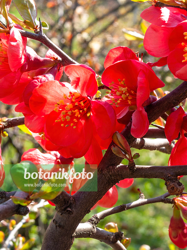 412012 - Chinese quince (Chaenomeles speciosa 'Semperflorens')