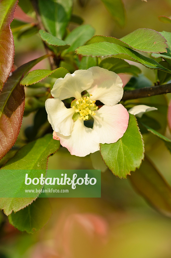 520065 - Chinese quince (Chaenomeles speciosa 'Moerloosei')