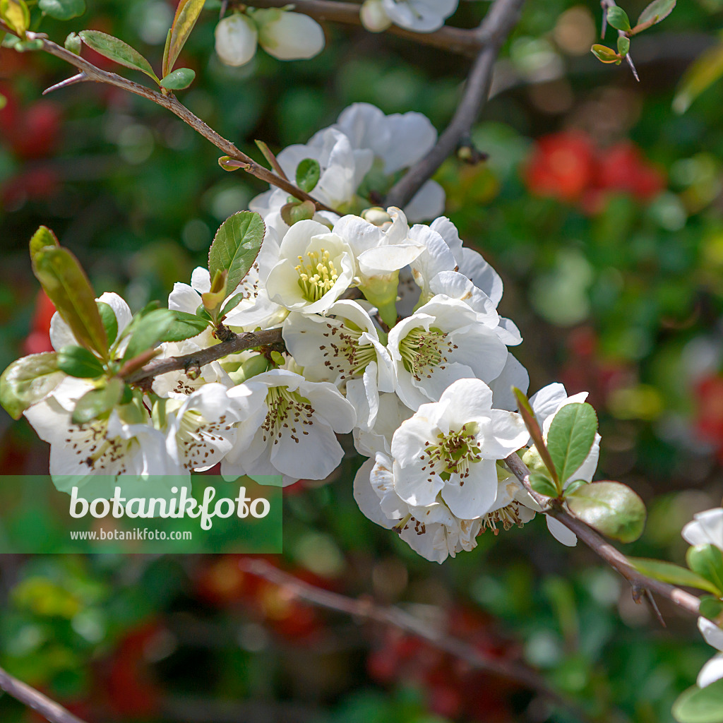 607024 - Chinese quince (Chaenomeles speciosa 'Nivalis')