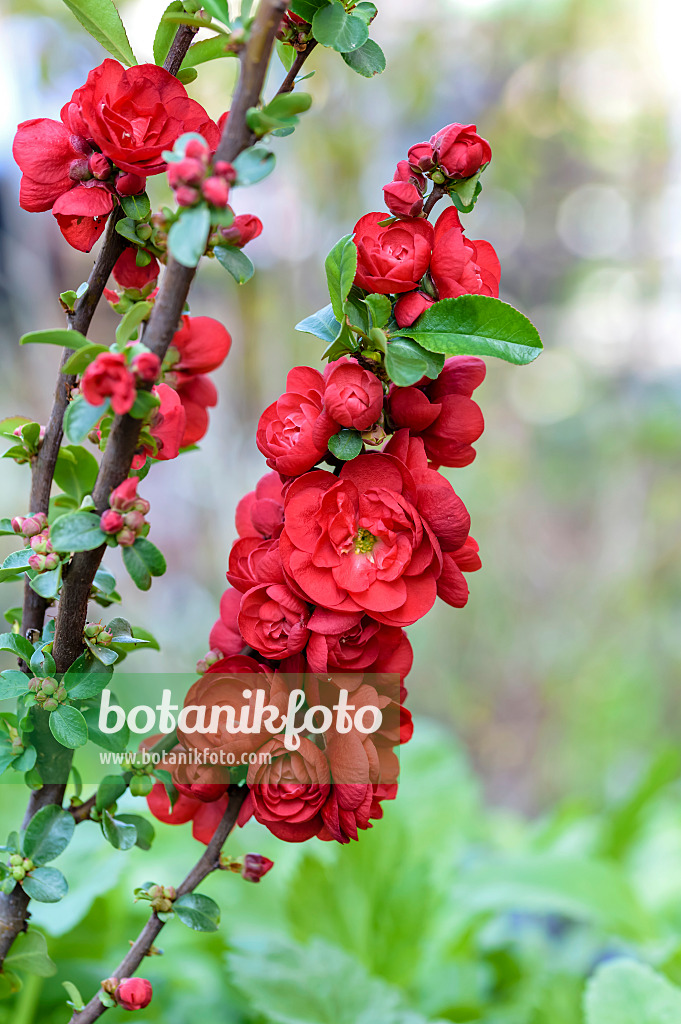 593049 - Chinese quince (Chaenomeles speciosa 'Scarlet Storm')