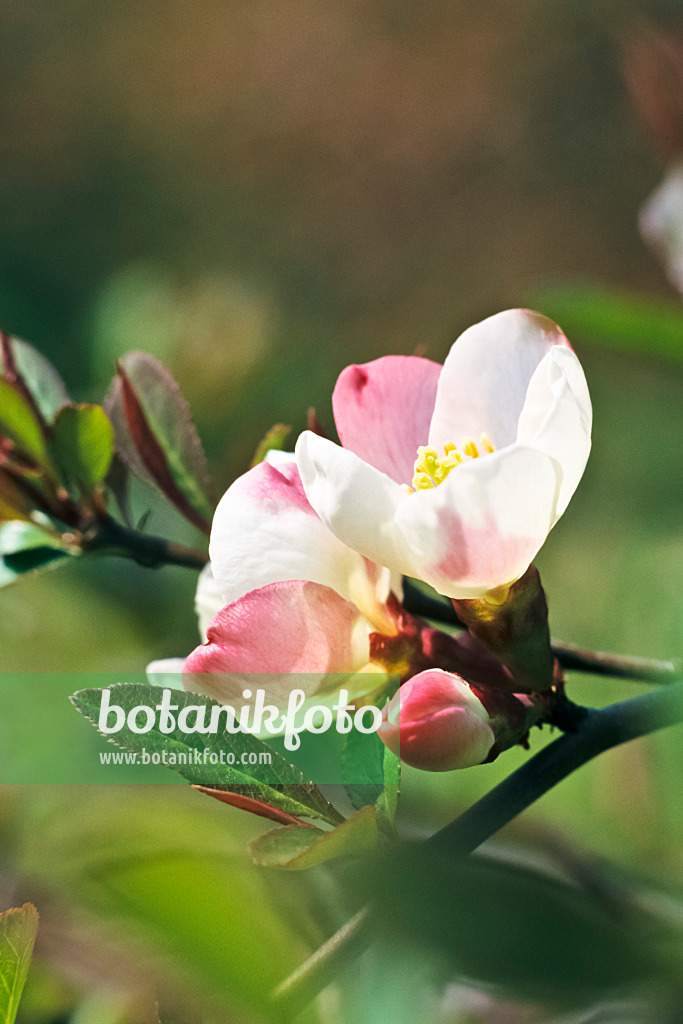 364037 - Chinese quince (Chaenomeles speciosa 'Versicolor')