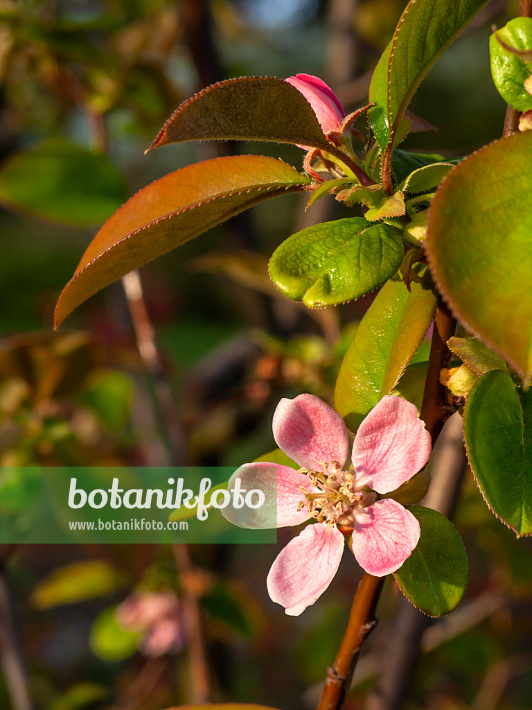 448023 - Chinese quince (Pseudocydonia sinensis syn. Chaenomeles sinensis)