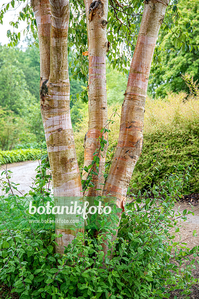 607017 - Chinese red birch (Betula albosinensis var. septentrionales)