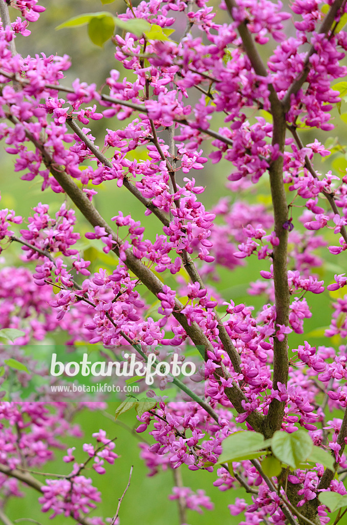 544090 - Chinese redbud (Cercis chinensis)