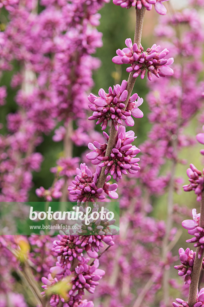 616182 - Chinese redbud (Cercis chinensis 'Avondale')