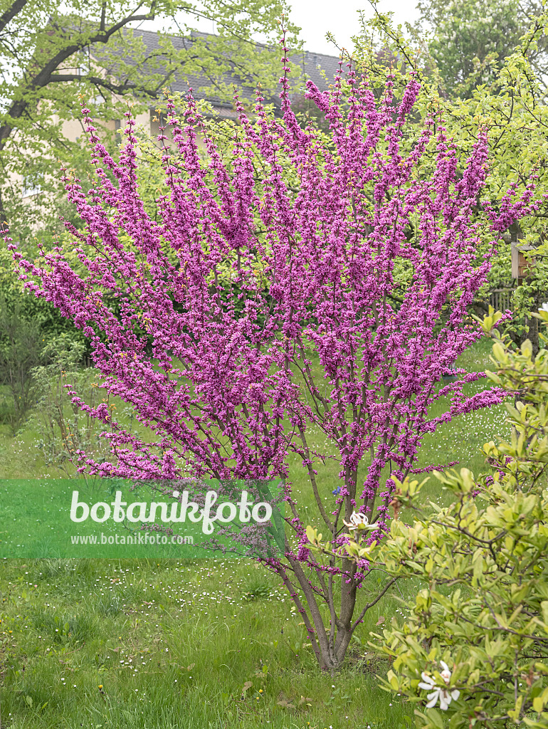 616185 - Chinese redbud (Cercis chinensis 'Avondale')