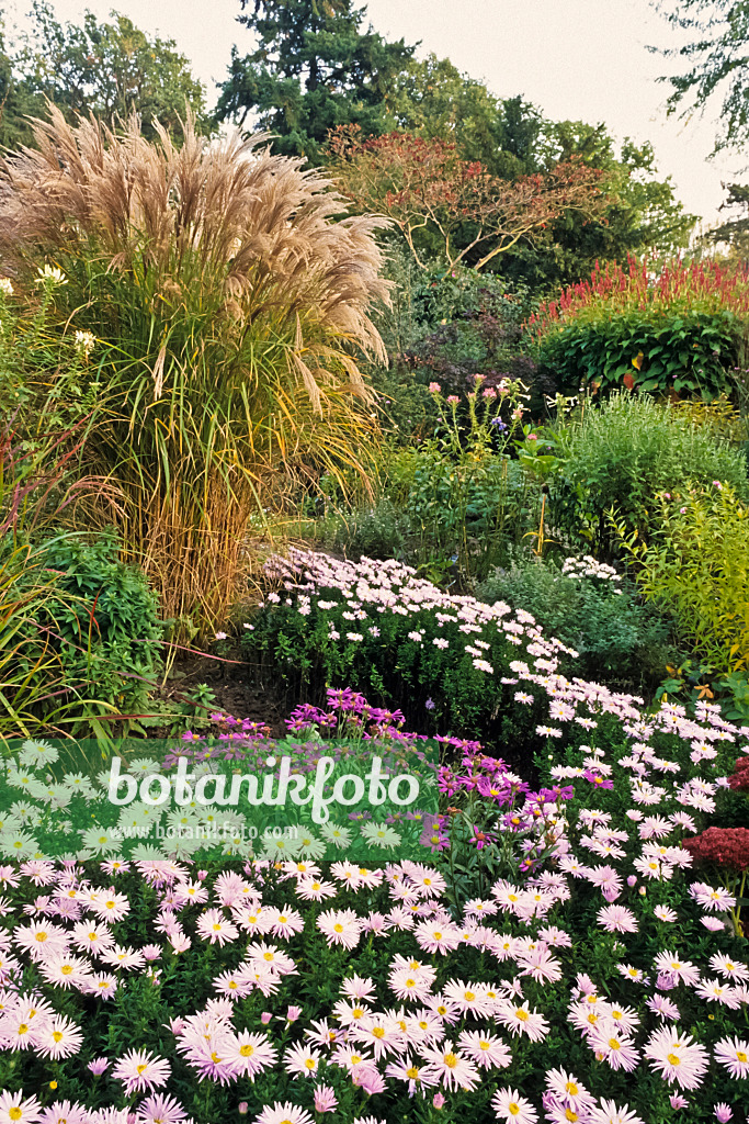 383051 - Chinese silver grass (Miscanthus) and aster (Aster)