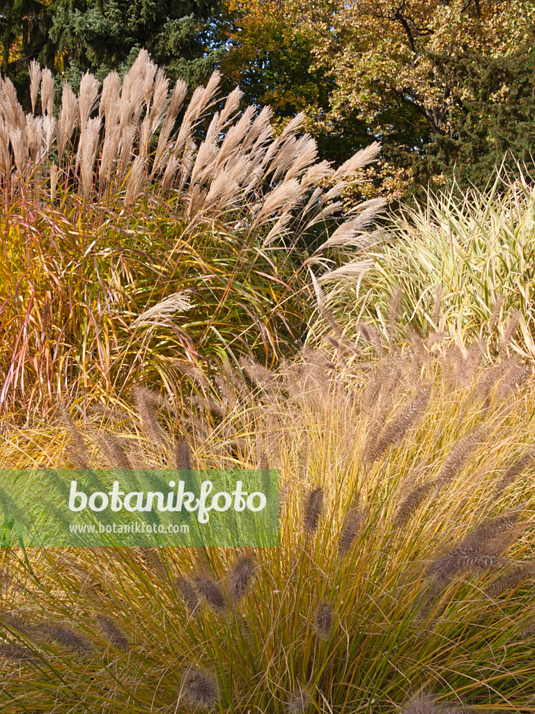 418079 - Chinese silver grass (Miscanthus) and fountain grass (Pennisetum)