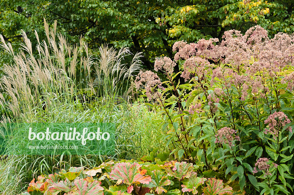 573039 - Chinese silver grass (Miscanthus) and Joe-Pye weed (Eupatorium)