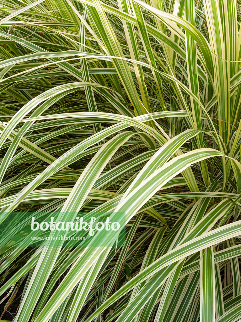 404085 - Chinese silver grass (Miscanthus sinensis 'Variegata' syn. Miscanthus sinensis 'Variegatus')