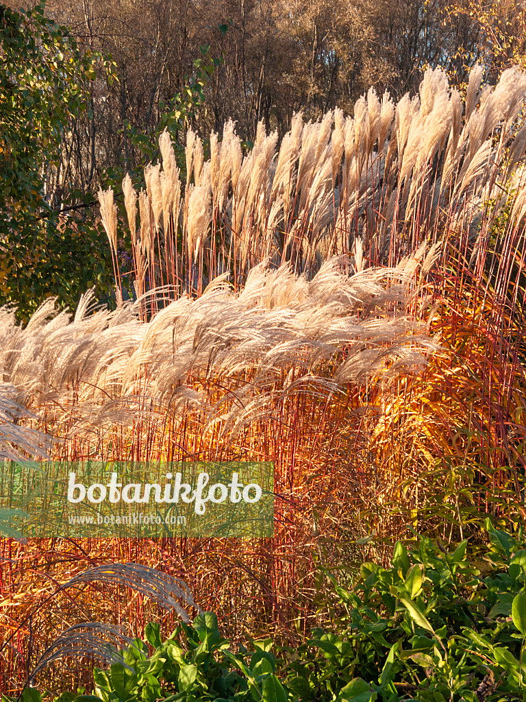 406028 - Chinese silver grass (Miscanthus sinensis)