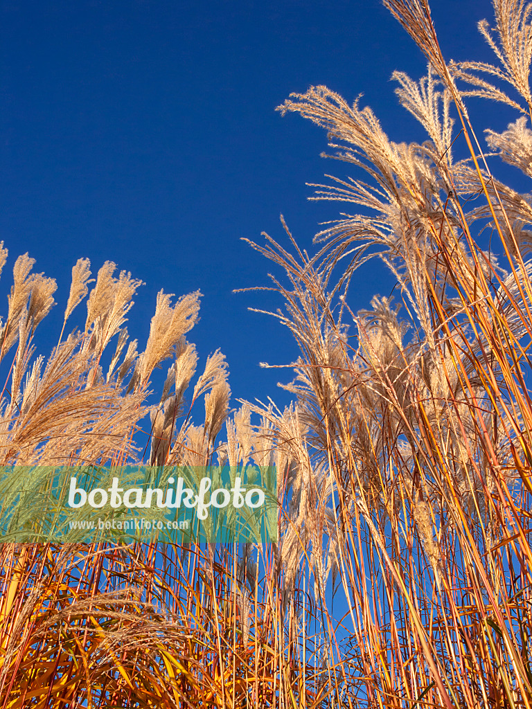 406029 - Chinese silver grass (Miscanthus sinensis)