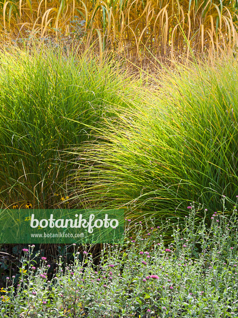 418075 - Chinese silver grass (Miscanthus sinensis 'Gracillimus')