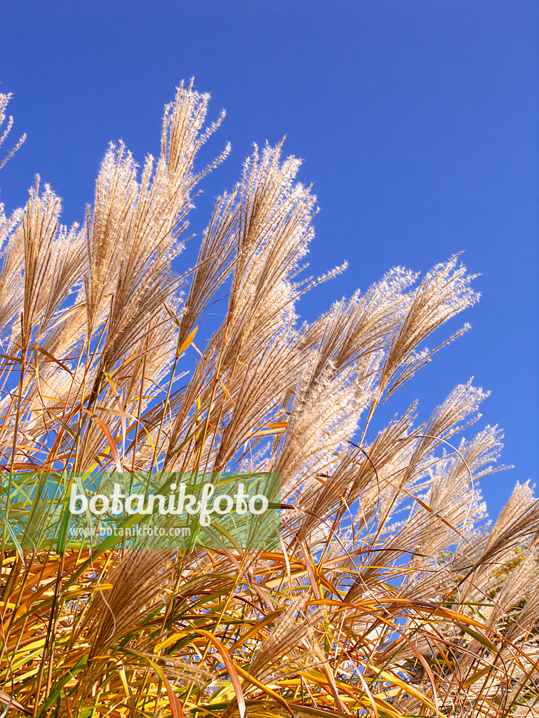 431038 - Chinese silver grass (Miscanthus sinensis 'Silberfeder')