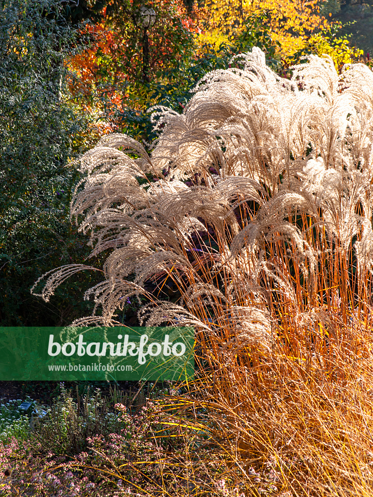 431041 - Chinese silver grass (Miscanthus sinensis 'Flamingo')