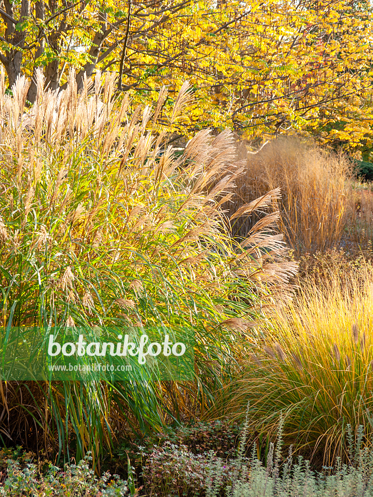 442131 - Chinese silver grass (Miscanthus sinensis)