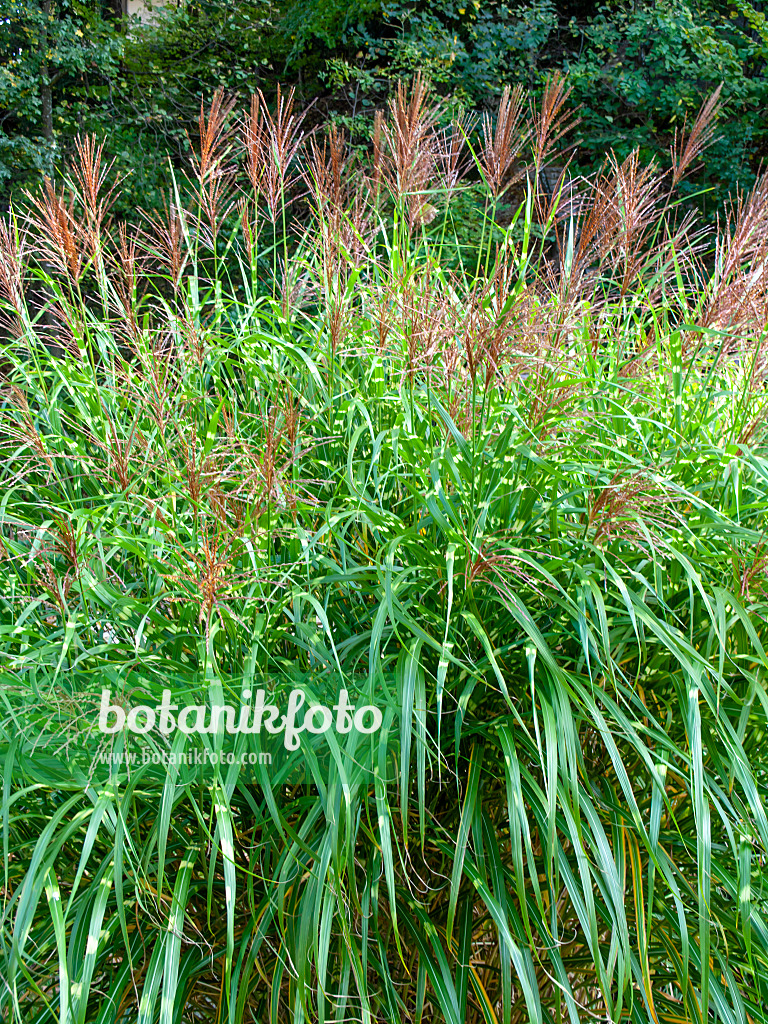 453151 - Chinese silver grass (Miscanthus sinensis 'Zebrinus')