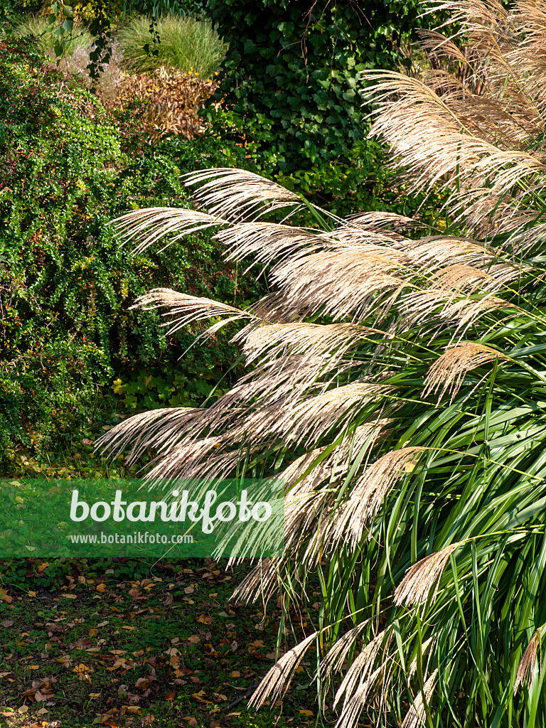 465114 - Chinese silver grass (Miscanthus sinensis 'Silberfeder')