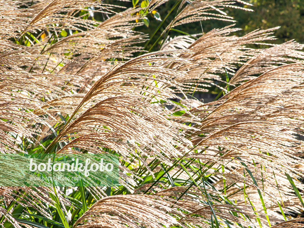 465115 - Chinese silver grass (Miscanthus sinensis 'Silberfeder')