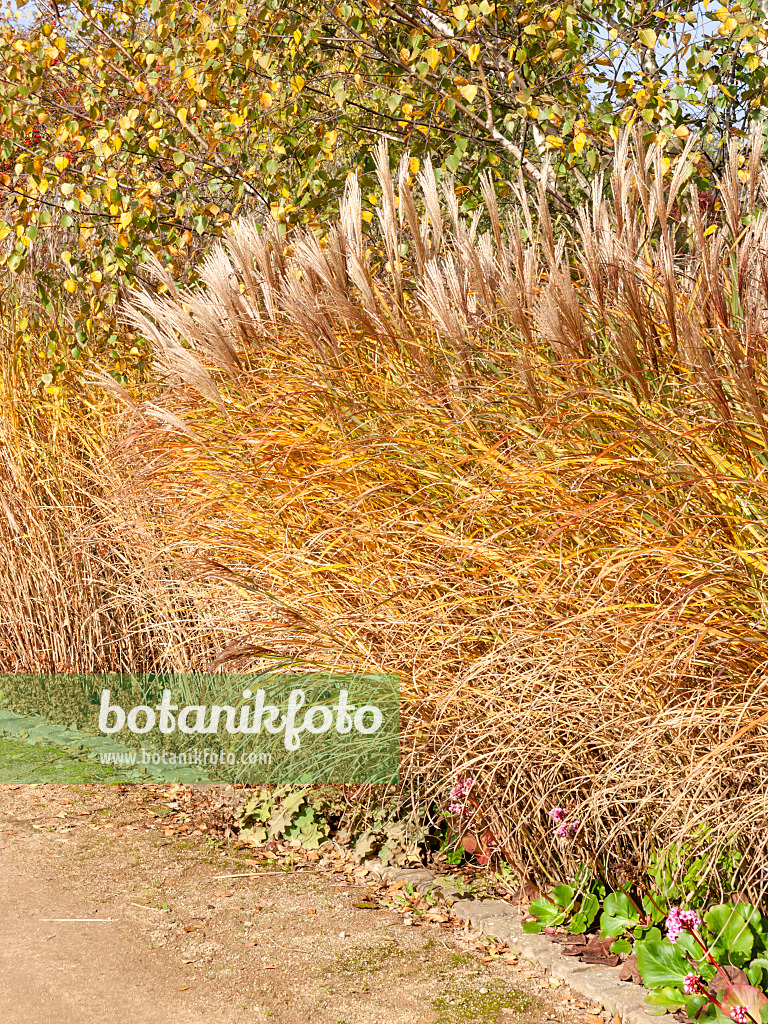 465161 - Chinese silver grass (Miscanthus sinensis)