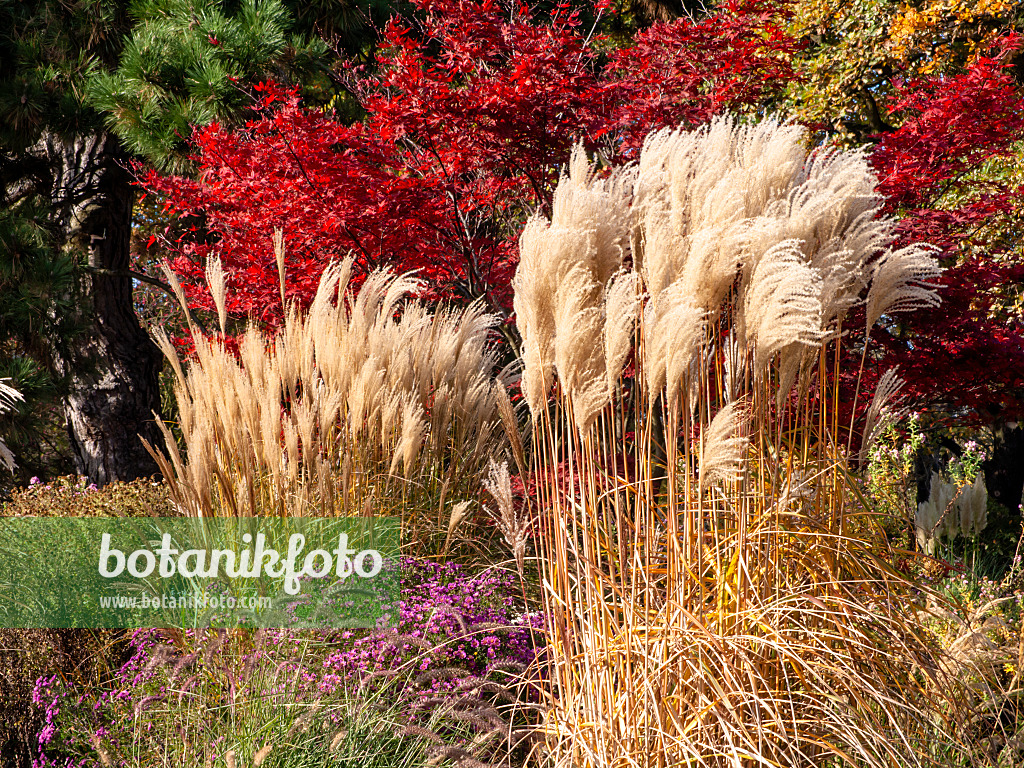 465269 - Chinese silver grass (Miscanthus sinensis)