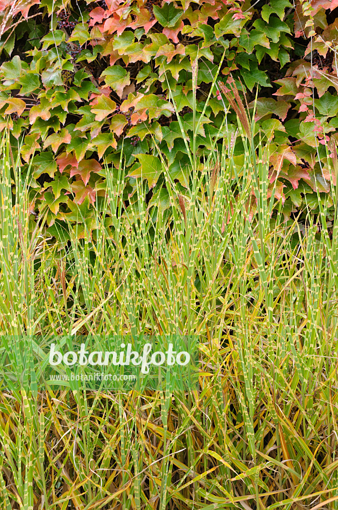 477100 - Chinese silver grass (Miscanthus sinensis 'Strictus')