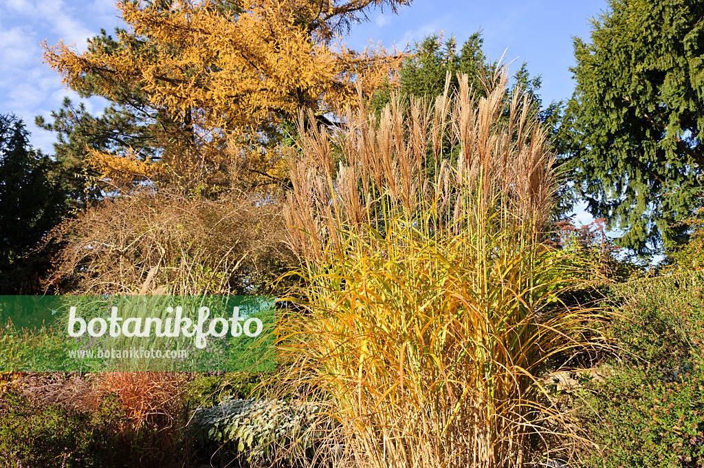 478025 - Chinese silver grass (Miscanthus sinensis 'Pünktchen')