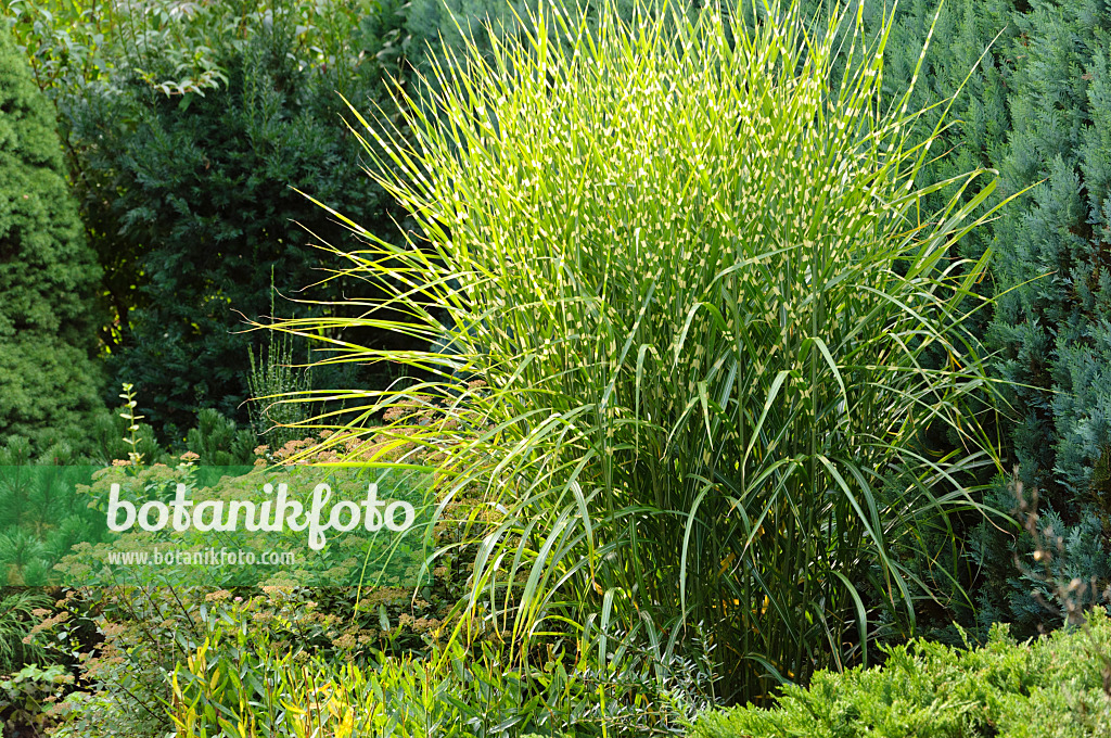 488087 - Chinese silver grass (Miscanthus sinensis 'Strictus')