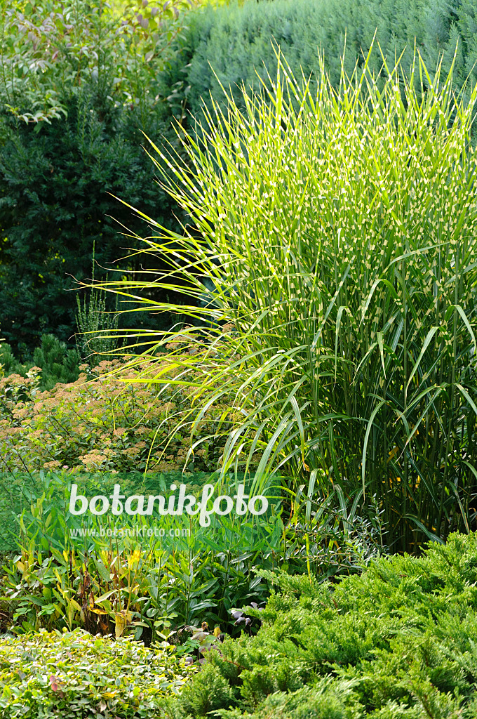 488088 - Chinese silver grass (Miscanthus sinensis 'Strictus')