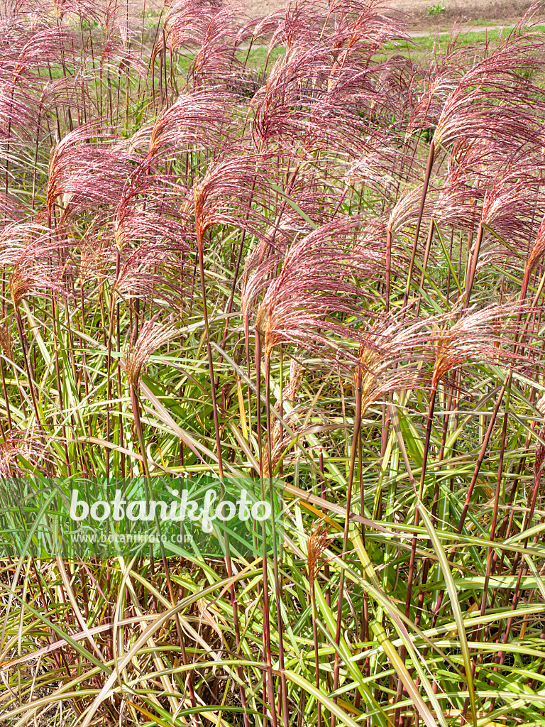 490017 - Chinese silver grass (Miscanthus sinensis 'Zebrinus')