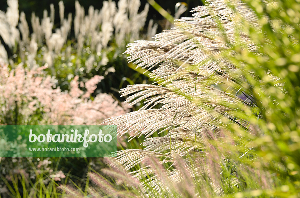 500105 - Chinese silver grass (Miscanthus sinensis 'Silberfeder')