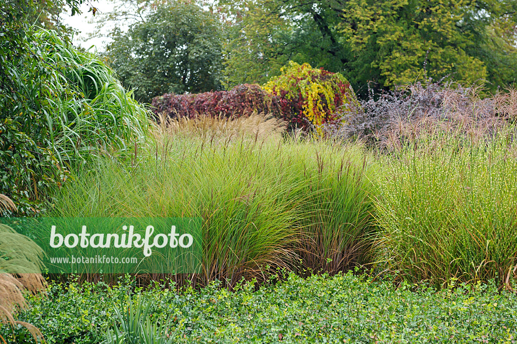 517110 - Chinese silver grass (Miscanthus sinensis 'Gracillimus' and Miscanthus sinensis 'Strictus')