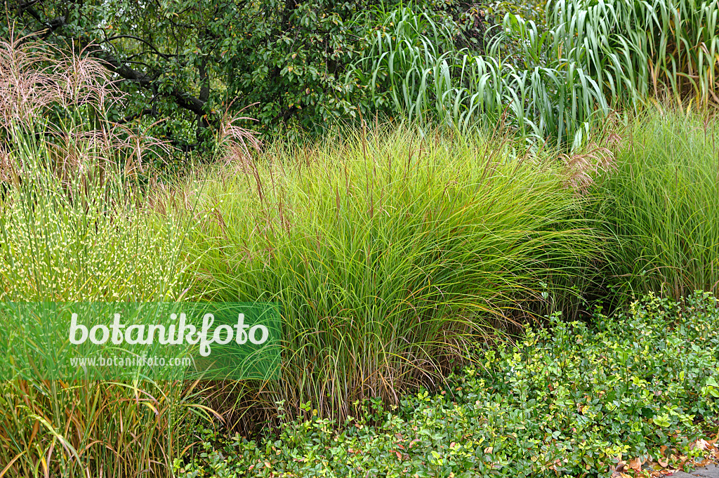 517457 - Chinese silver grass (Miscanthus sinensis 'Gracillimus' and Miscanthus sinensis 'Strictus')