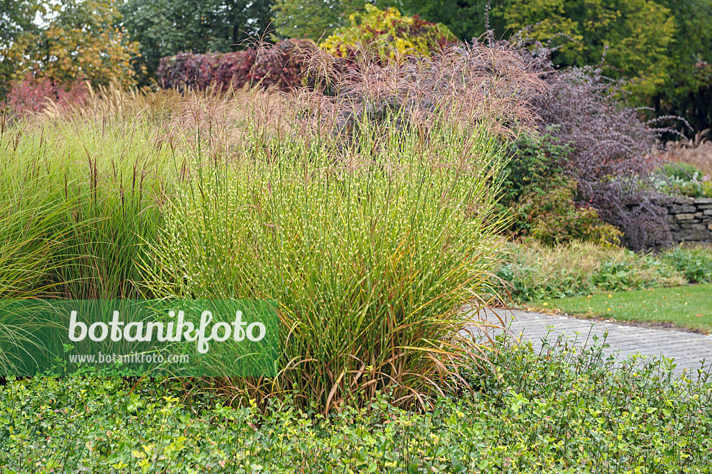 517458 - Chinese silver grass (Miscanthus sinensis 'Strictus')