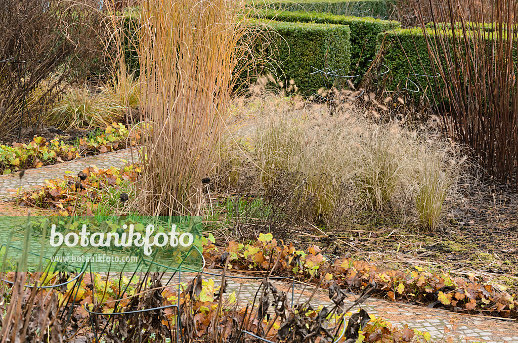 527057 - Chinese silver grass (Miscanthus sinensis 'Gracillimus') and dwarf fountain grass (Pennisetum alopecuroides)