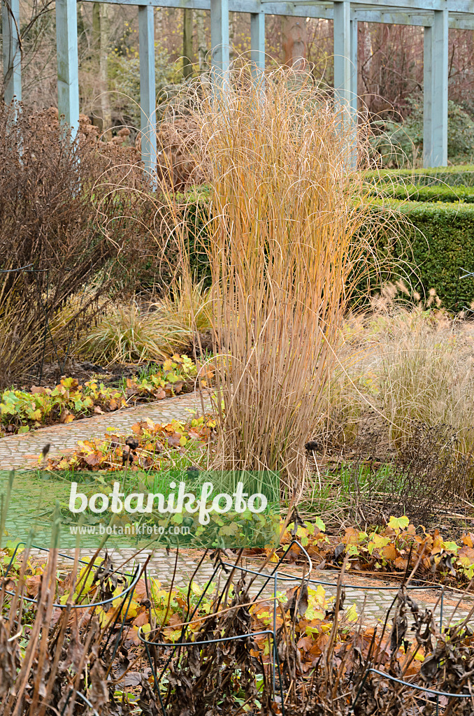 527058 - Chinese silver grass (Miscanthus sinensis 'Gracillimus')