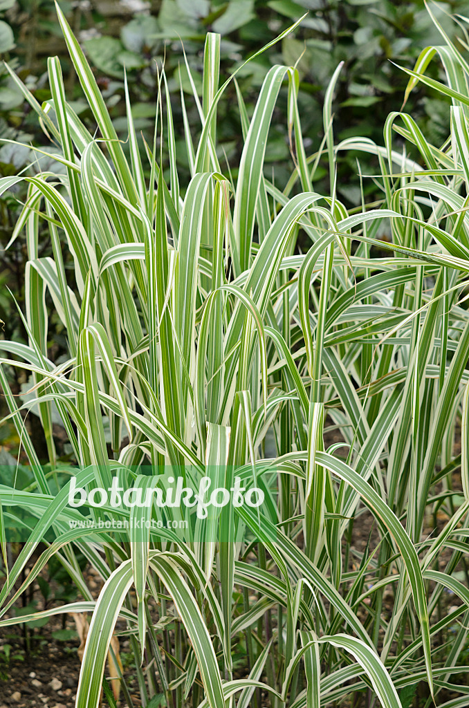 533458 - Chinese silver grass (Miscanthus sinensis var. condensatus 'Cosmopolitan')