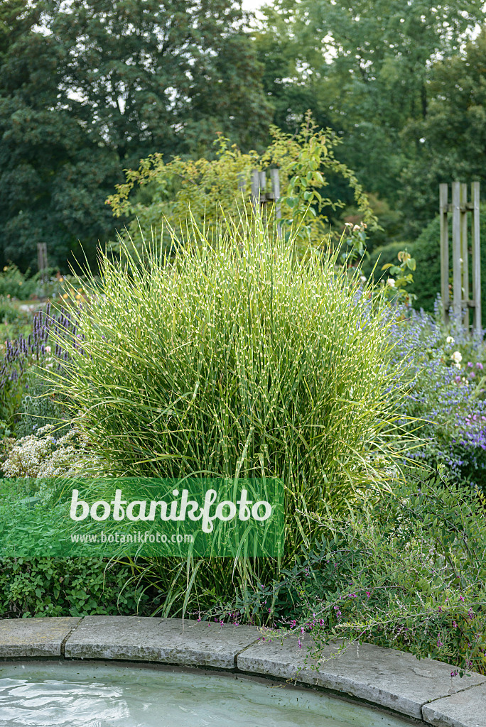 547208 - Chinese silver grass (Miscanthus sinensis 'Strictus')