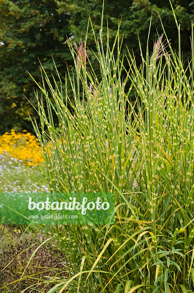 549035 - Chinese silver grass (Miscanthus sinensis 'Strictus')