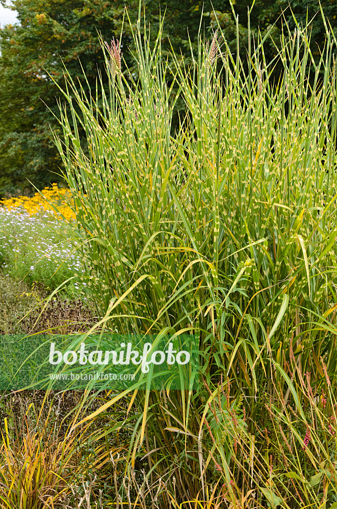 549037 - Chinese silver grass (Miscanthus sinensis 'Strictus')