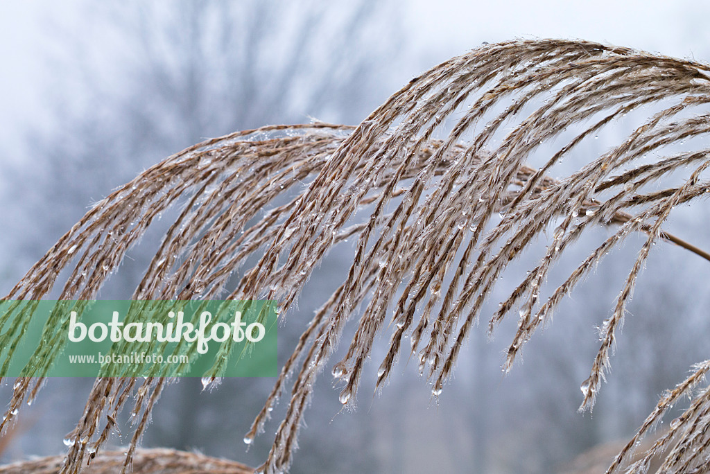 552005 - Chinese silver grass (Miscanthus sinensis 'Silberfeder')