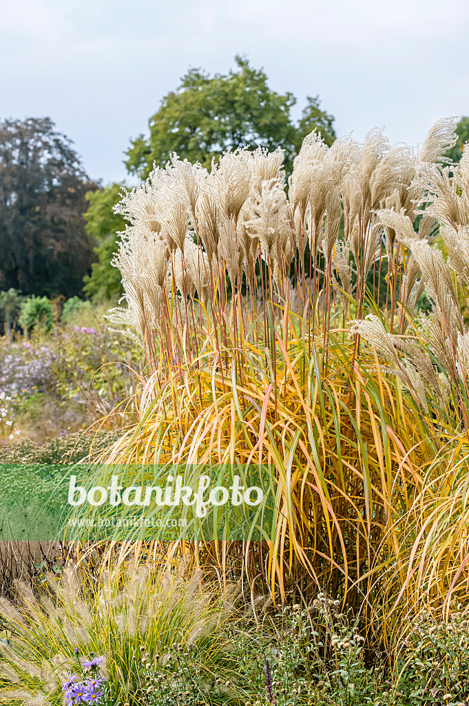 593145 - Chinese silver grass (Miscanthus sinensis 'Malepartus')