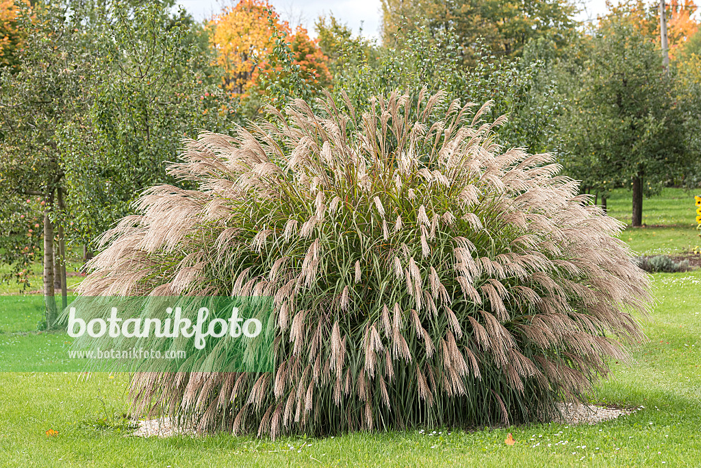 616425 - Chinese silver grass (Miscanthus sinensis 'Bogenlampe')